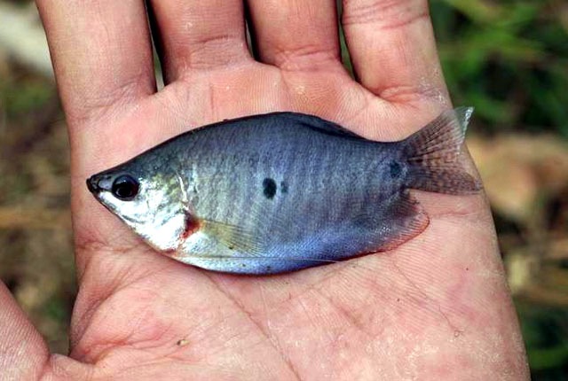 [ikan sepat Trichogaster trichopterus 5[4].jpg]